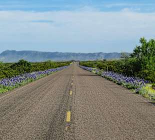 Lupinenblüte links und rechts der Straße