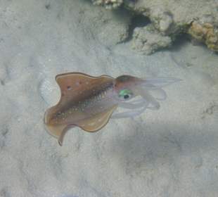 Schnorcheln Makadi Bay