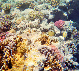 Rotes Meer: Korallen 