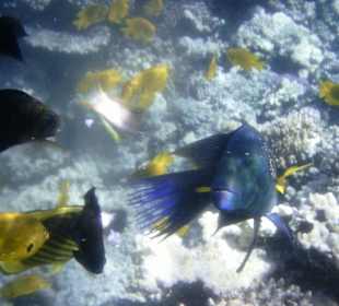 Besenschwanz-Lippfisch