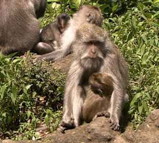 Freilebende "Bettel"- Affen