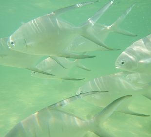 Fische 