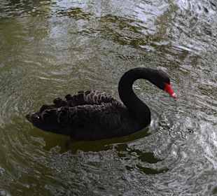 Black Swan
