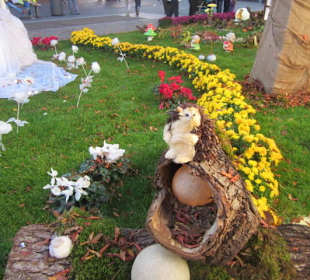 Chrysanthema Lahr