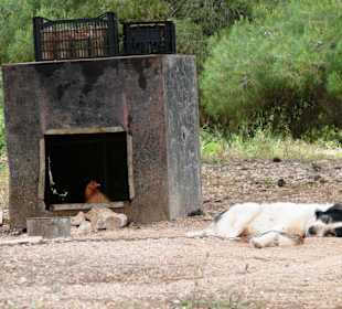 "Wachhund" am Eingang zur Käserei