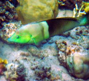 Lippfisch