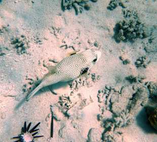 Schwarzfleck-Kugelfisch