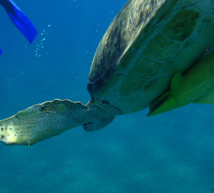 Schildkröte und Fische