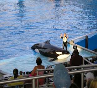 Sea World Florida - Shamu