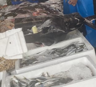 Markt Mogliano Veneto