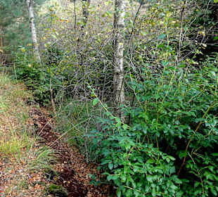 Impressionen vom Hochmoor am Weg