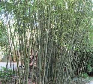 Bambusgarten