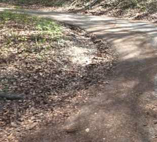 Waldlehrpfad an der Lauter