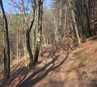 Weg zur Burg Neuscharfeneck
