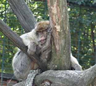 Bei den Affen