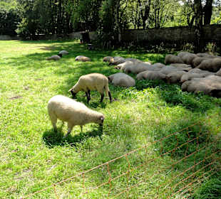 Öko-Rasenmäher im Schlosspark