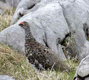 Schneehuhn auf dem Hirschwieskopf