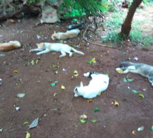 In der Altstadt von Havanna