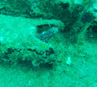 Wrack Tanja 5 