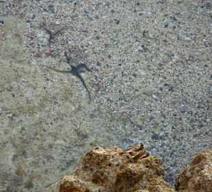 Coraya Bay auf dem Riff