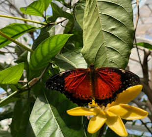 Key West Butterfly & Nature Conservatory