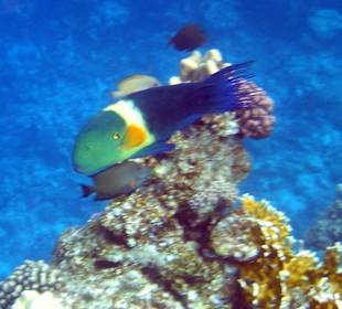 Schnorcheln im Happy Life Resort