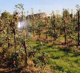 Blick in die Obstplantagen