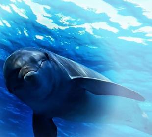 Simsim Dezember 2019