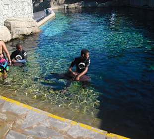 Haischwimmen im Ocean World