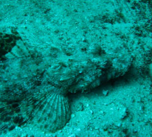 Skorpionfisch