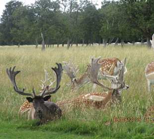 Phoenix park