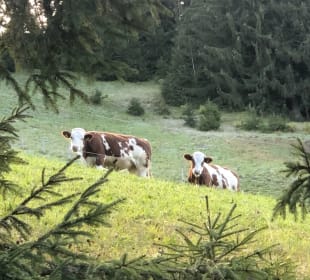 Wandern Kirchberg in Tirol