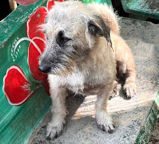Dog and Cat Rescue Samui Foundation