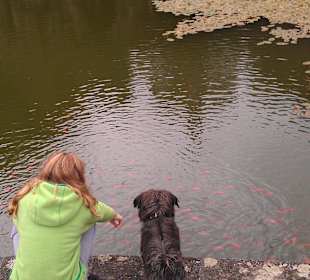 In Ruhe Goldfische ansehen