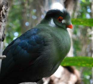 Einer von vielen Vögeln im Jungle Dome