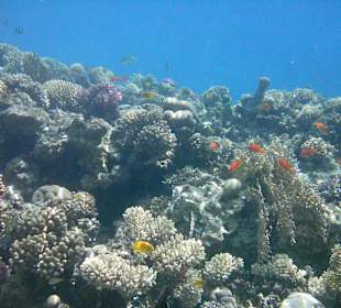 Bunte Unterwasserwelt auch für Anfänger