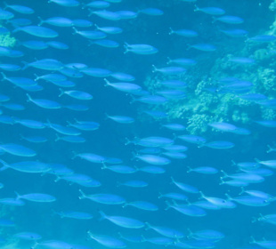 Fischschwarm