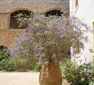 Kwiaty na dziedzincu