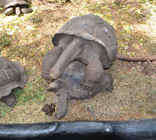 Prison Island / Gefängnisinsel 