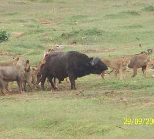Löwenfamilie erlegt Büffel