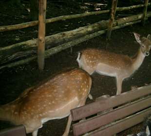 Rehe direkt an der Bank