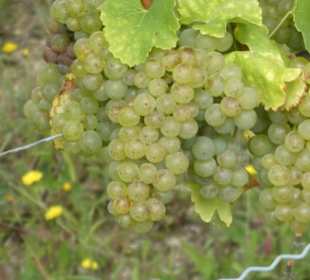 Weinbergswanderung Schoppen-Rundweg bei Ramsthal