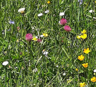 Blumenwiese