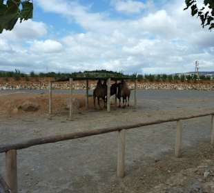 Kamel - Anlage