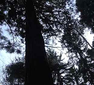 Wellingtonien - Platz mit Mammutbäumen