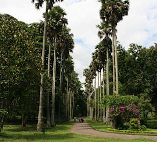 Botanischer Garten Kandy