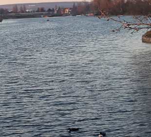  Donauinsel im Februar