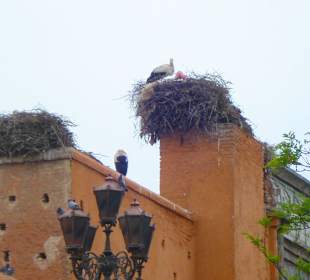 Storchennester in Marrakesch