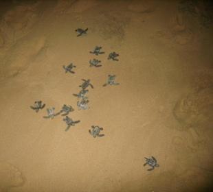 Frisch geschlüpfte Schildkröten