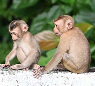 Makaken im Khao Yai NP